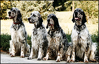 Hunting dogs Hunting dogs