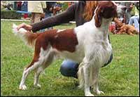 Hunting dogs Hunting dogs