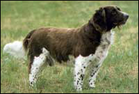 Hunting dogs Hunting dogs