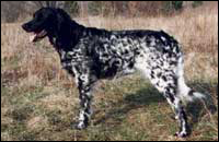 Hunting dogs Hunting dogs