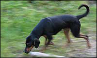 Hunting dogs Hunting dogs
