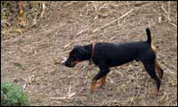 Hunting dogs Hunting dogs