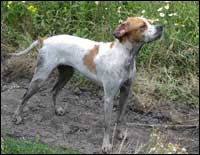 Hunting dogs Hunting dogs