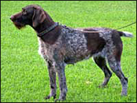 Hunting dogs Hunting dogs