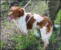 Hunting dogs Hunting dogs