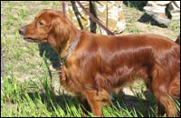 Hunting dogs Hunting dogs
