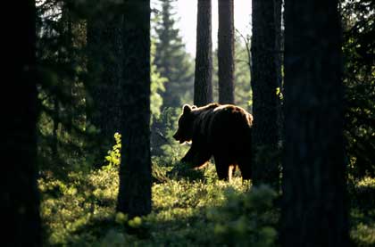 brown bear