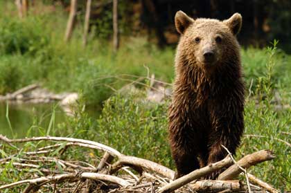 brown bear