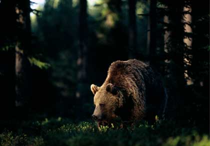 brown bear