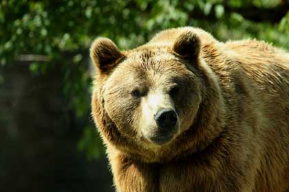 brown bear