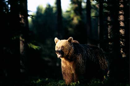 brown bear
