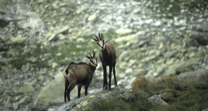 hunting chamois