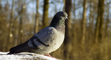 hunting doves pigeons
