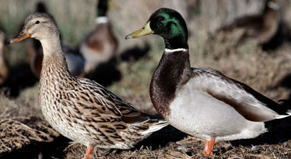 hunting wild ducks