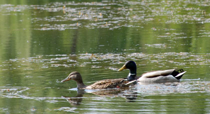 wild  ducks 