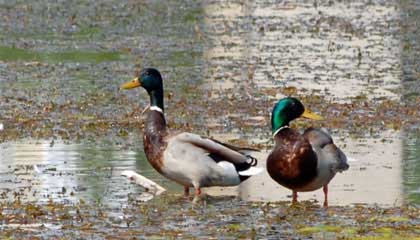 wild  ducks 