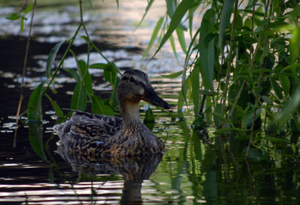 wild  ducks 