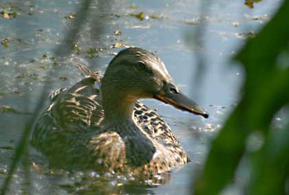 wild  ducks 