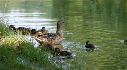 wild  ducks 
