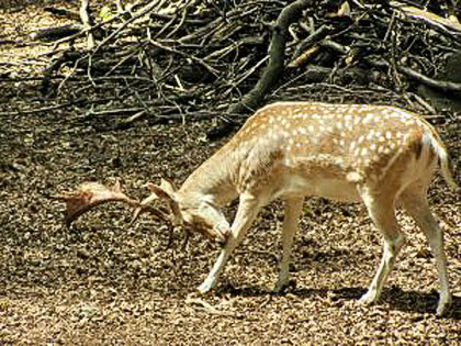 fallow deer