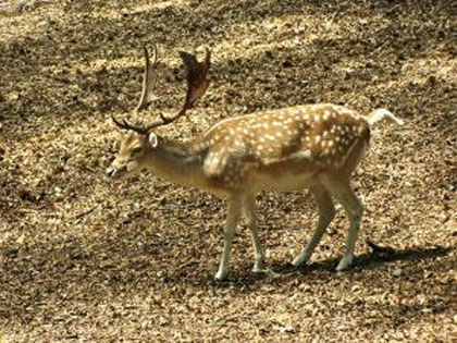 fallow deer