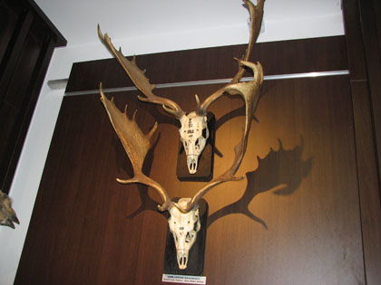 fallow deer