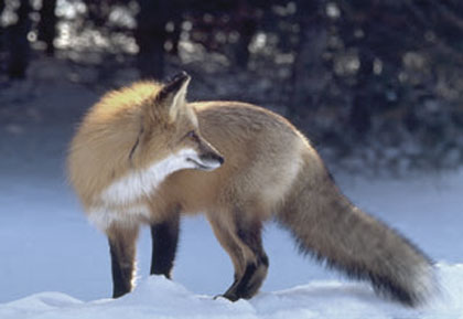 hunting fox