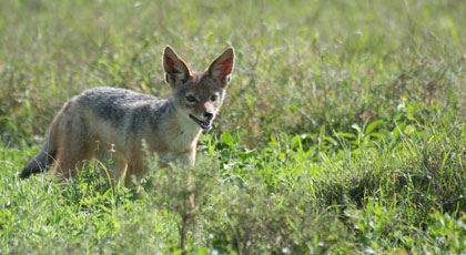 hunting jackal