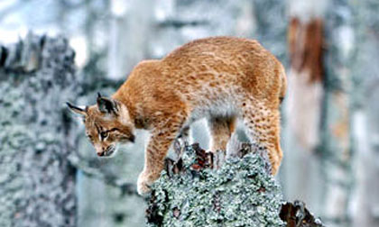hunting lynx