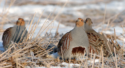 hunting partridge