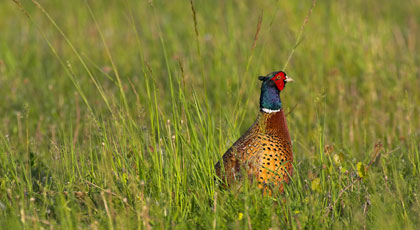 hunting pheasant