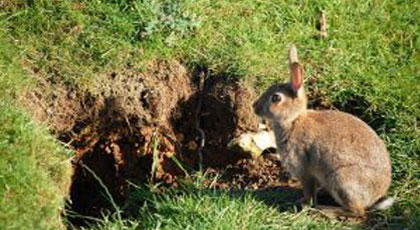 hunting rabbit