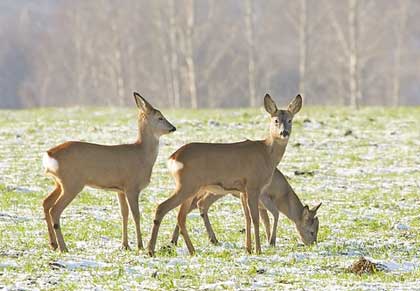 roe deer 