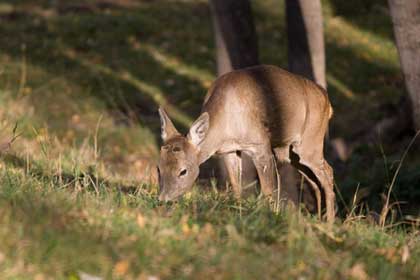  roe deer