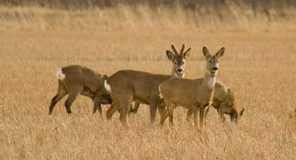 roe deer