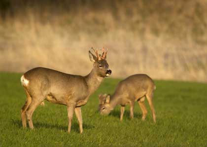 roe deer 