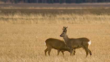  roe deer