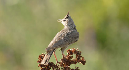 hunting skylark