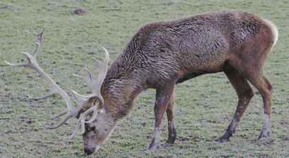 hunting common stag