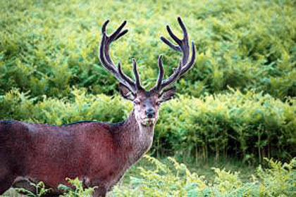 common stag