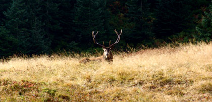 common stag