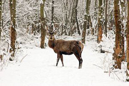 common stag