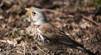 hunting thrush