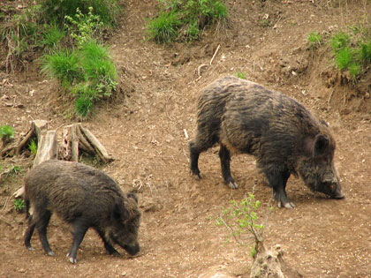wild boar