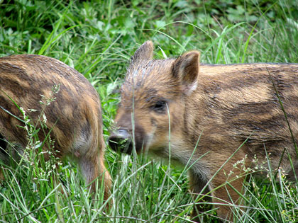 wild boar