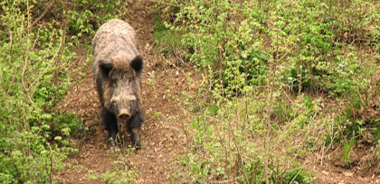 wild boar