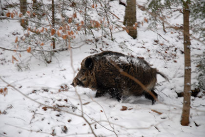 wild boar