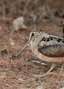 hunting woodcock