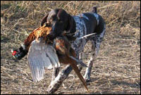 hunting dogs training