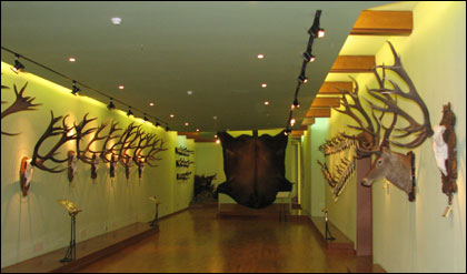 Trophies-Museum hunting trophies
